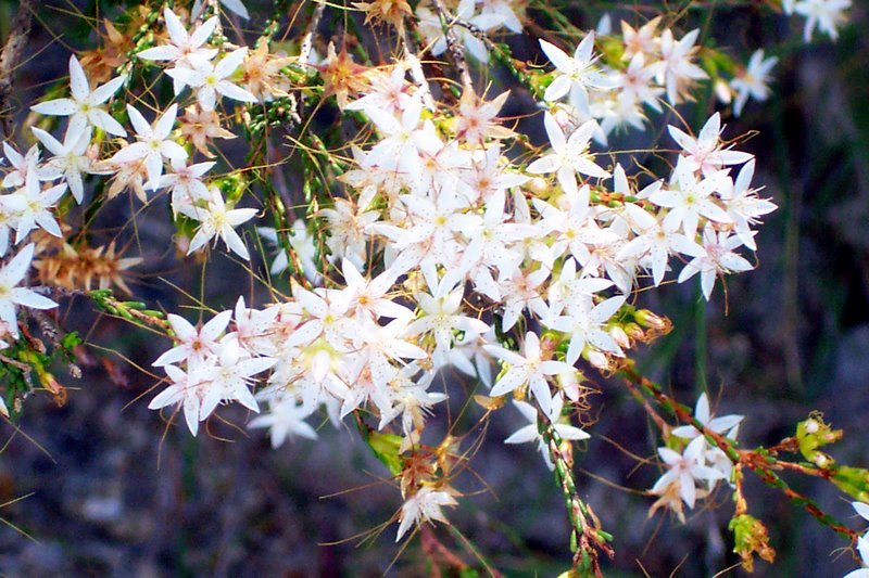 Calytrix tetragona