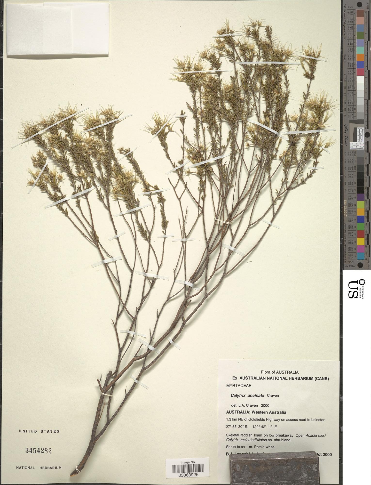Calytrix uncinata