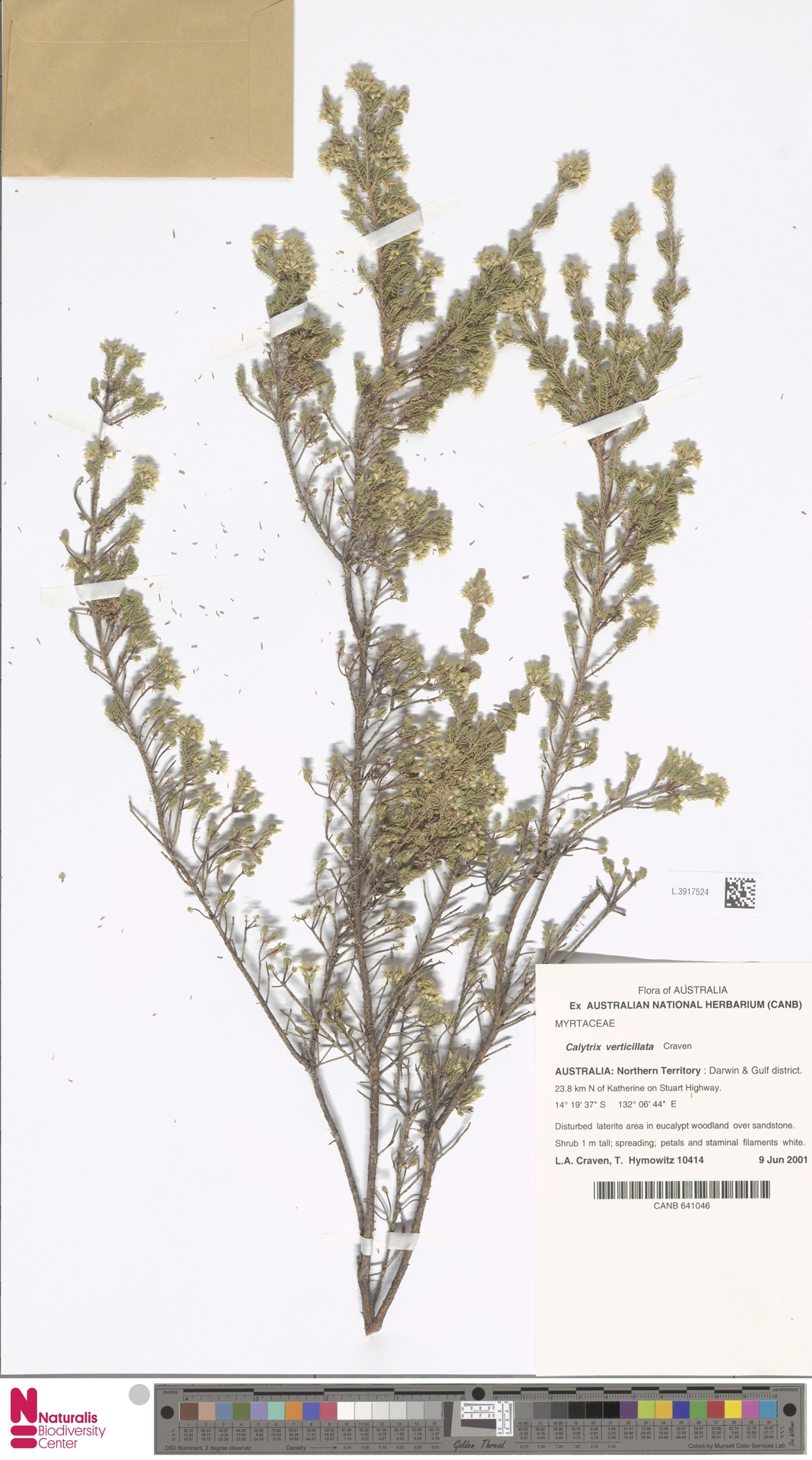 Calytrix verticillata