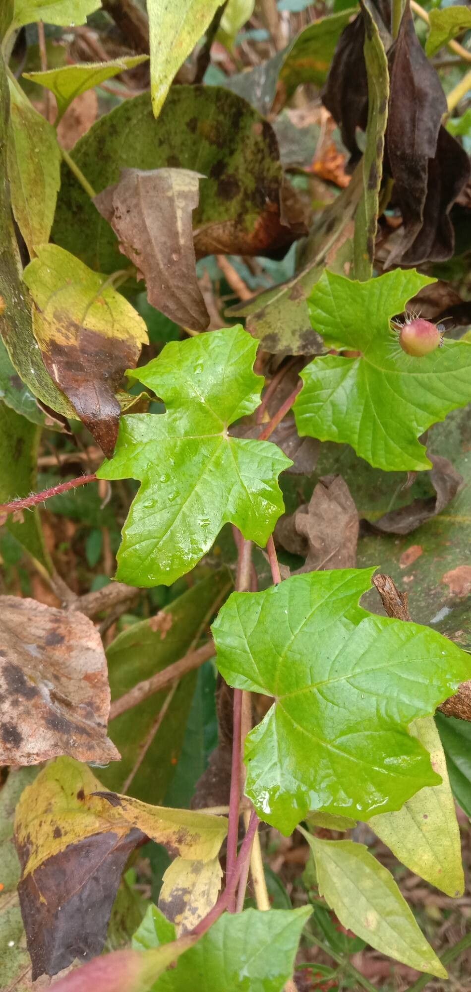 Camonea vitifolia