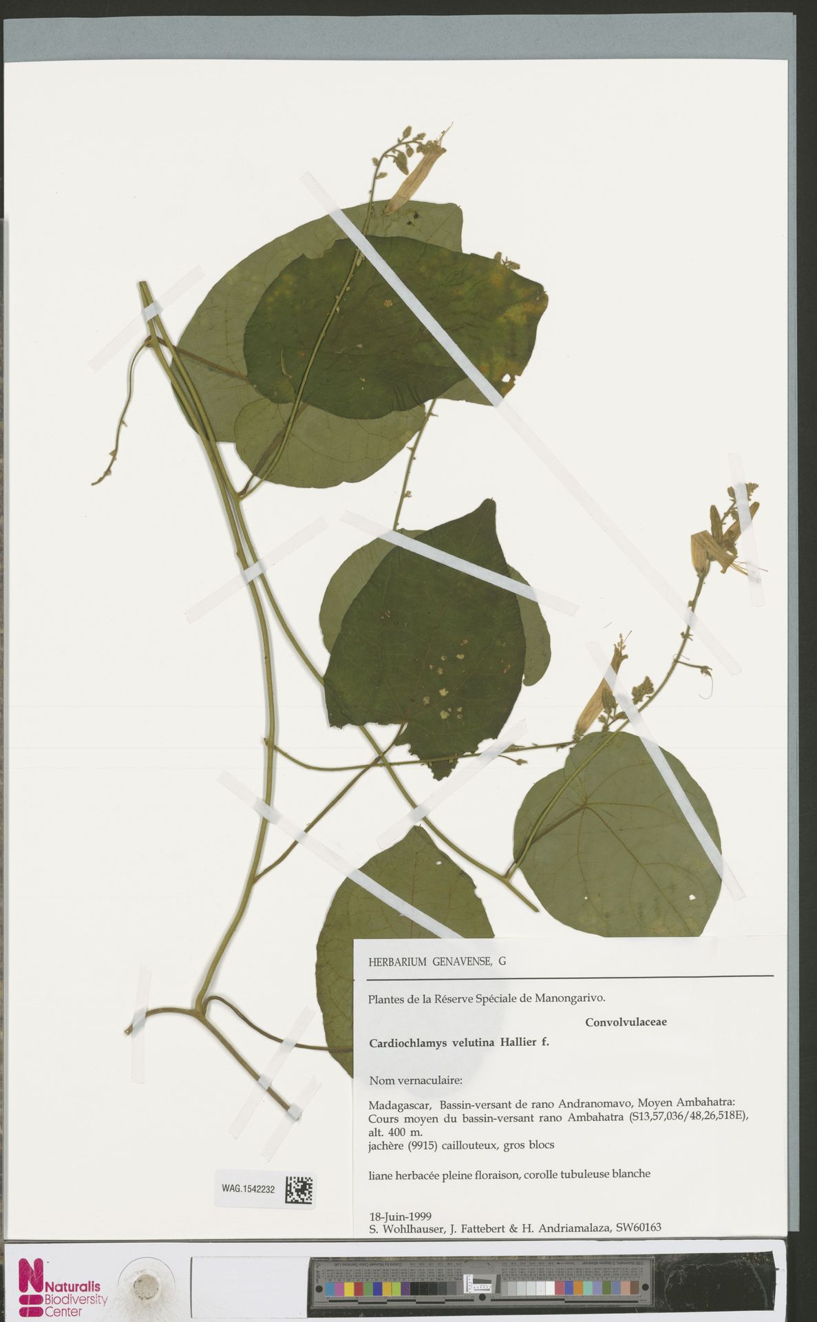 Cardiochlamys velutina