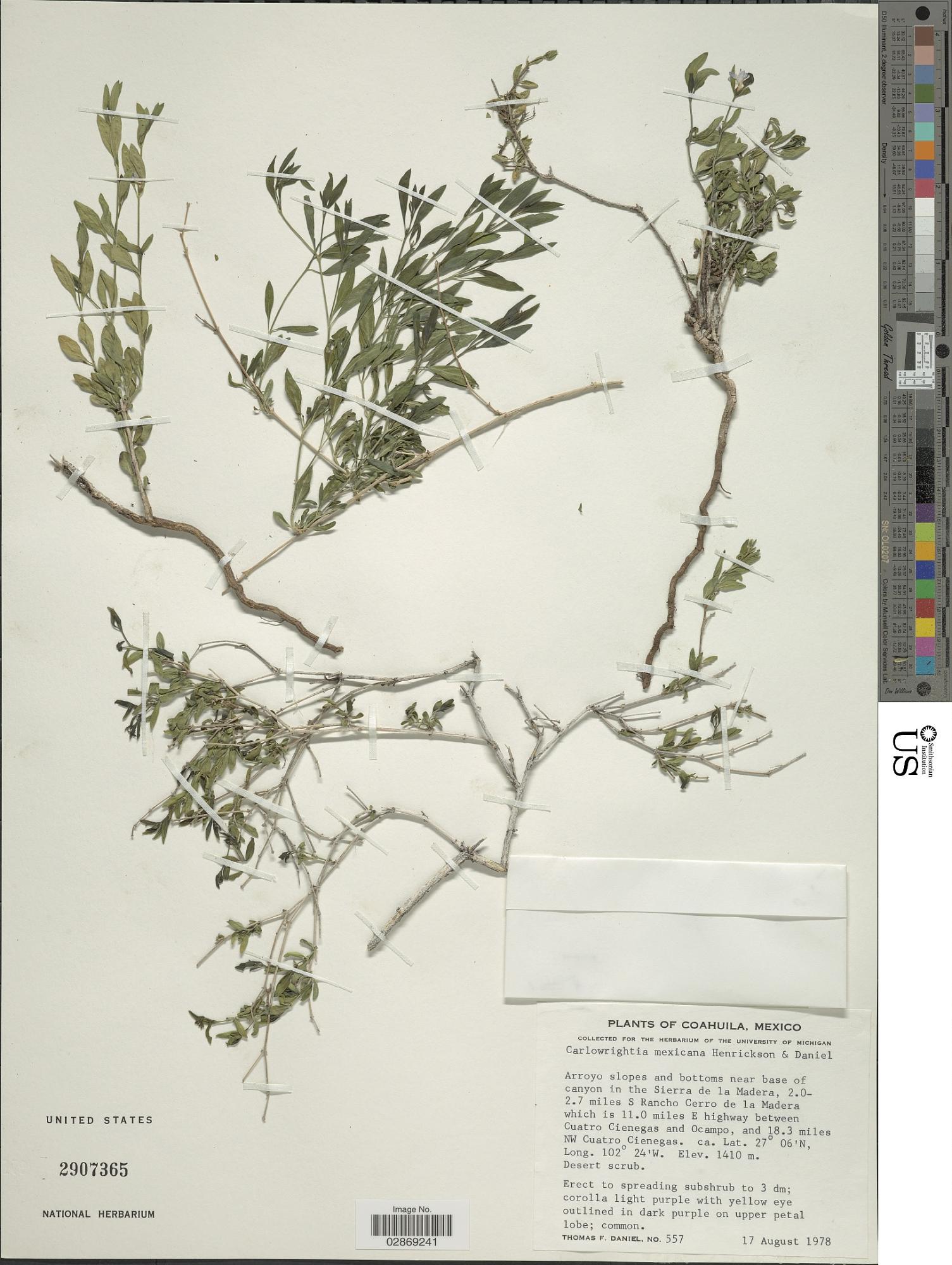 Carlowrightia mexicana