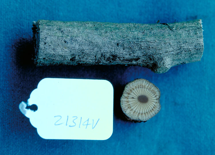 Carronia pedicellata