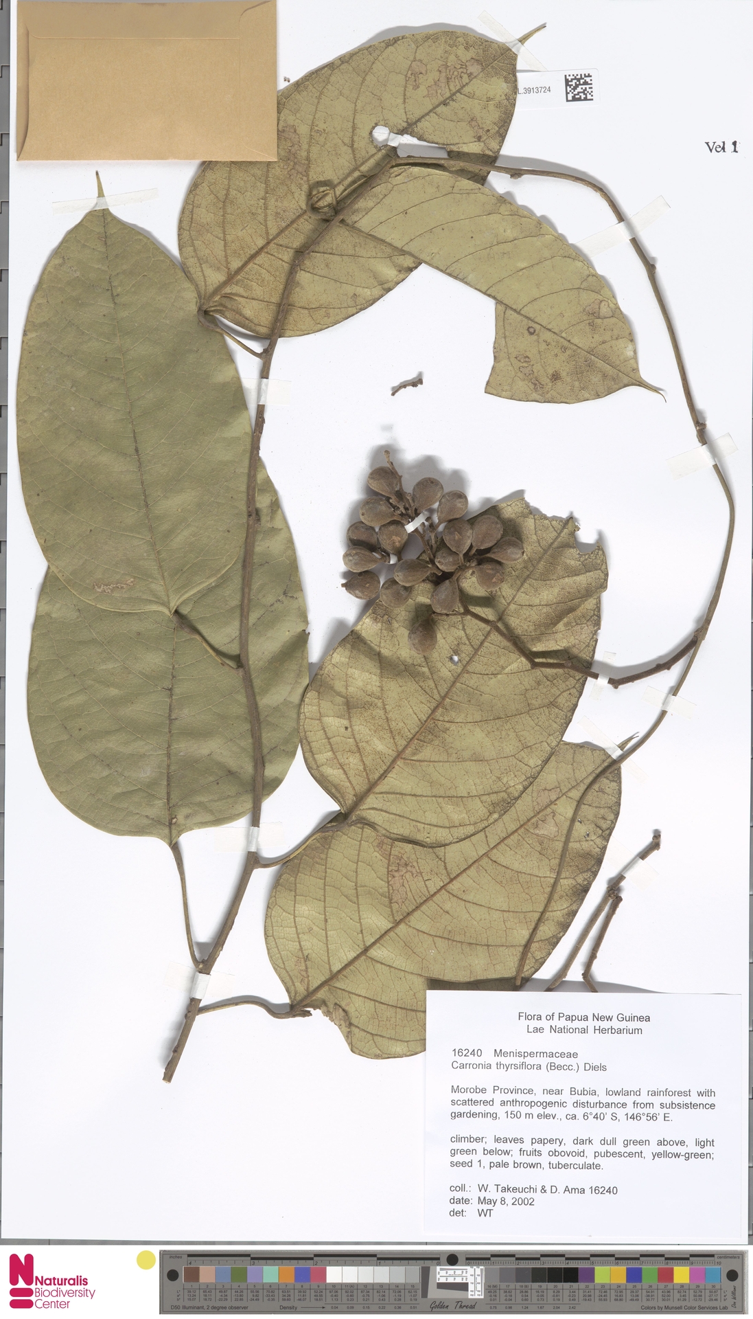 Carronia thyrsiflora