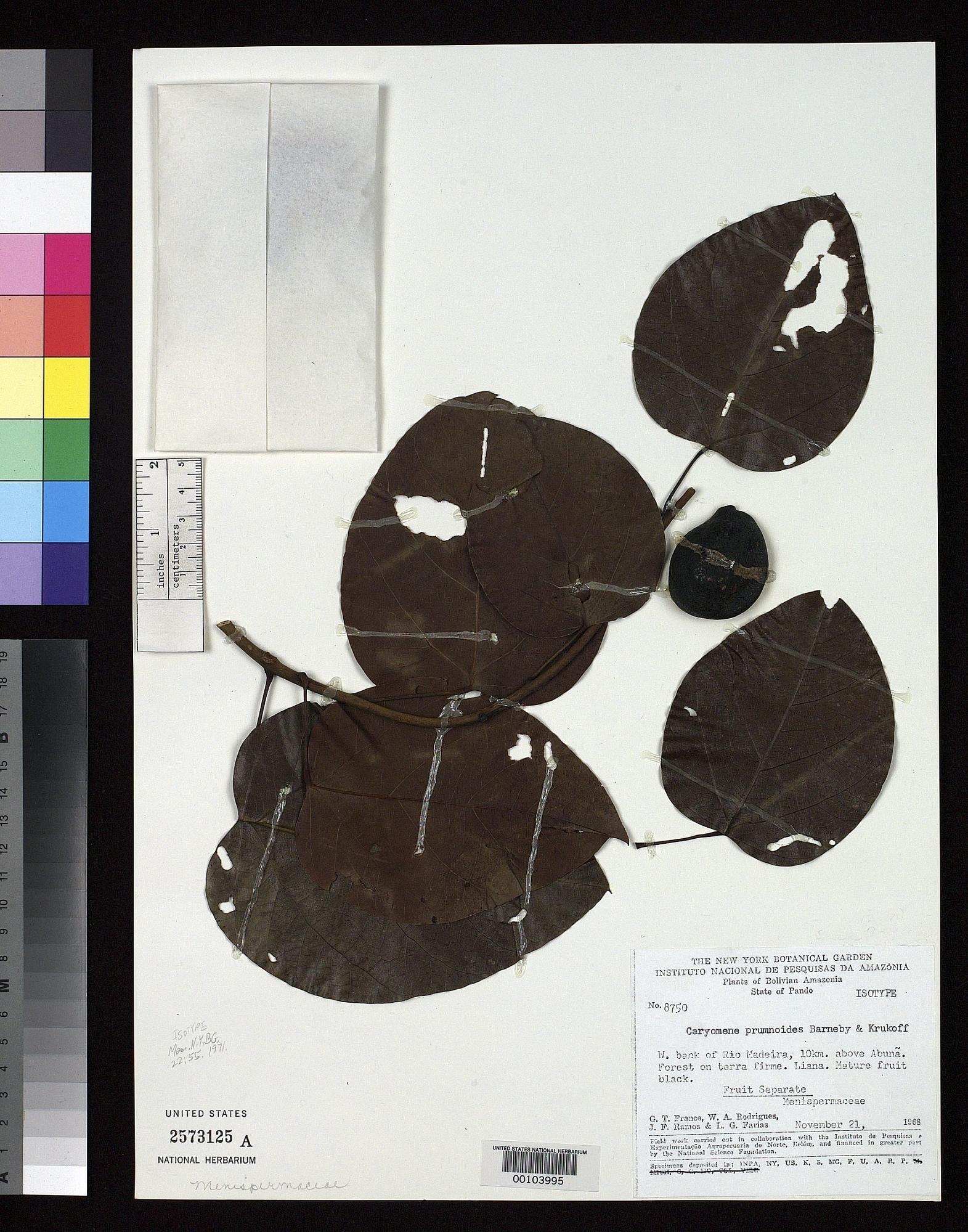 Caryomene prumnoides