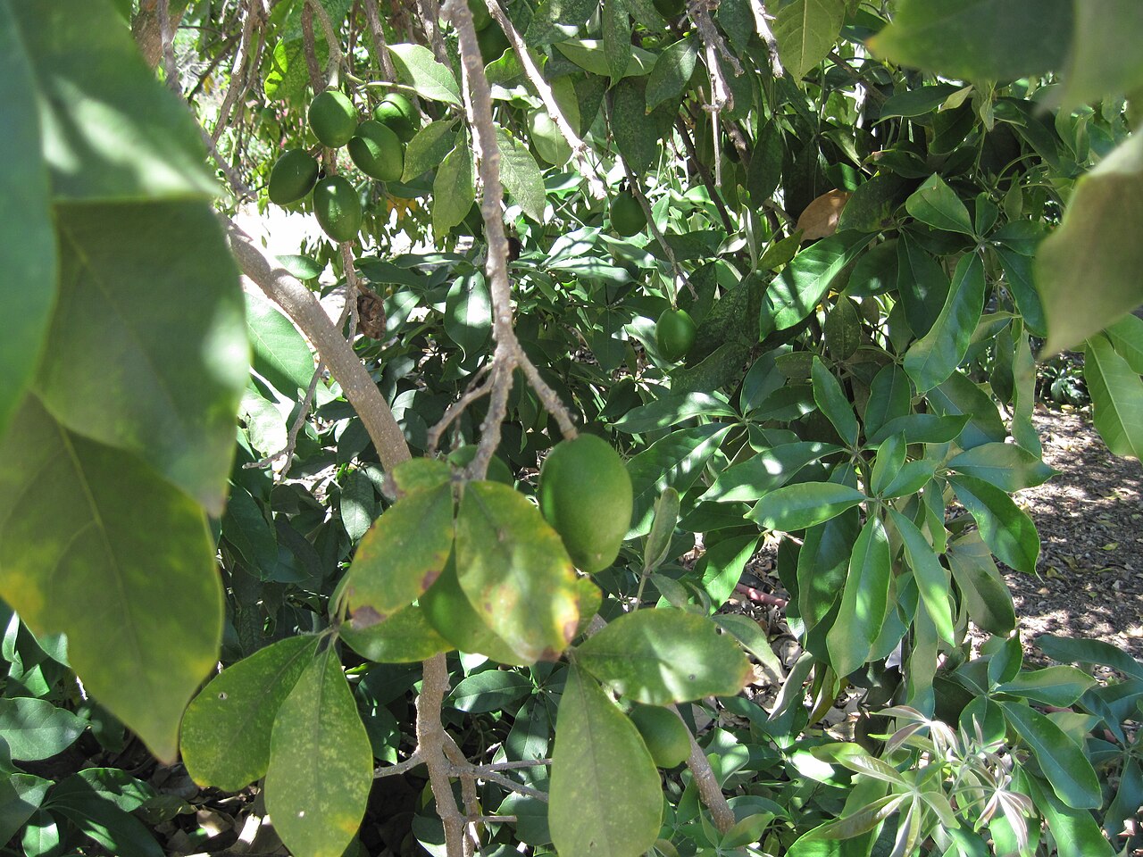 Casimiroa tetrameria