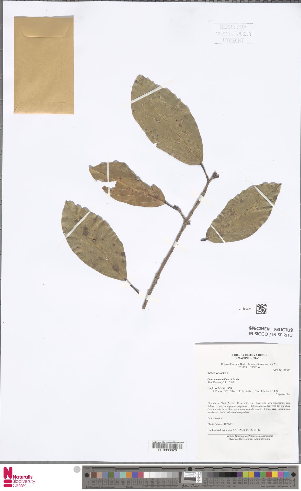 Catostemma milanezii