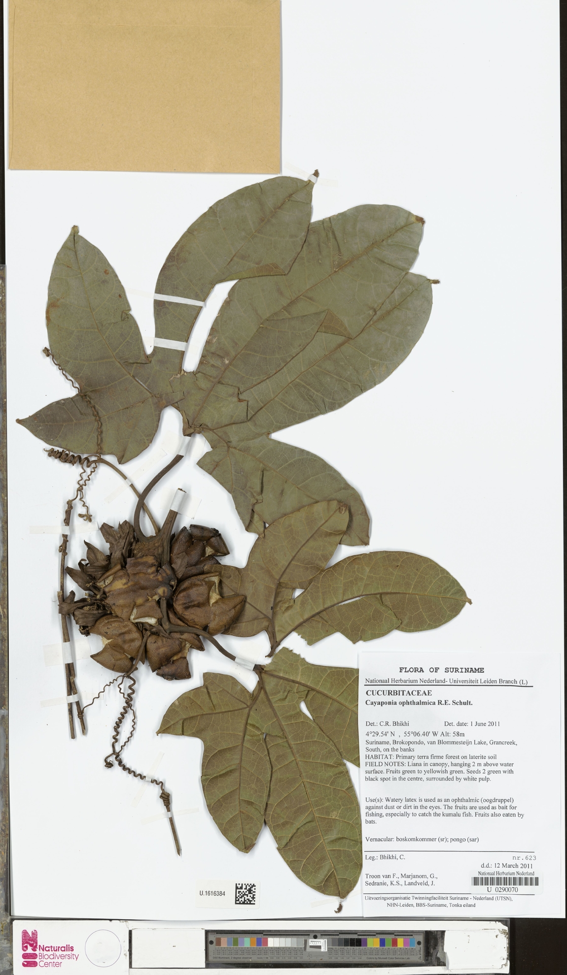 Cayaponia ophthalmica