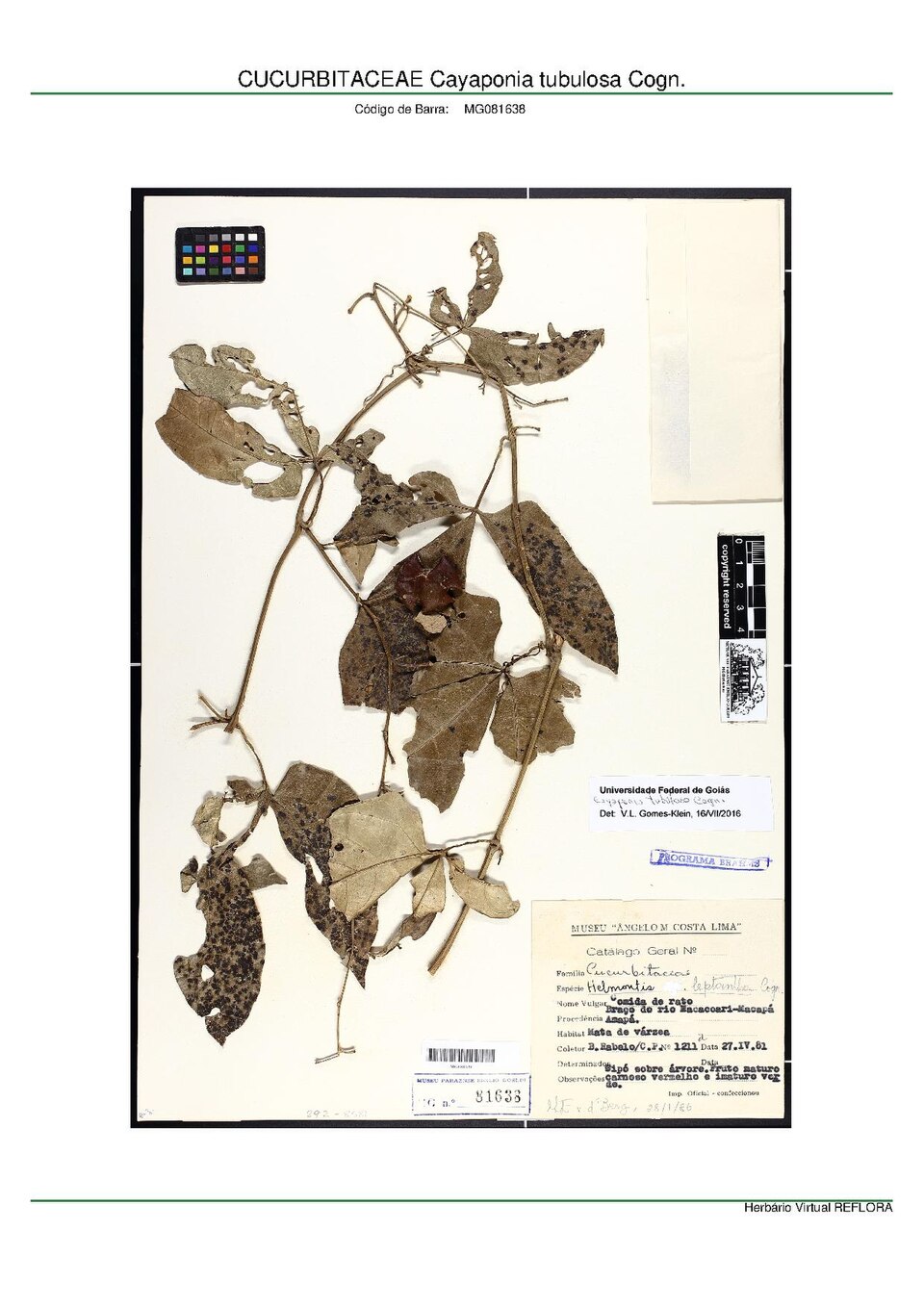 Cayaponia tubulosa