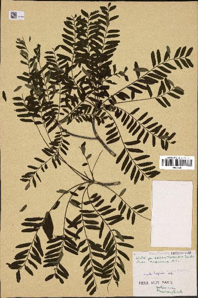 Cedrelopsis microfoliolata