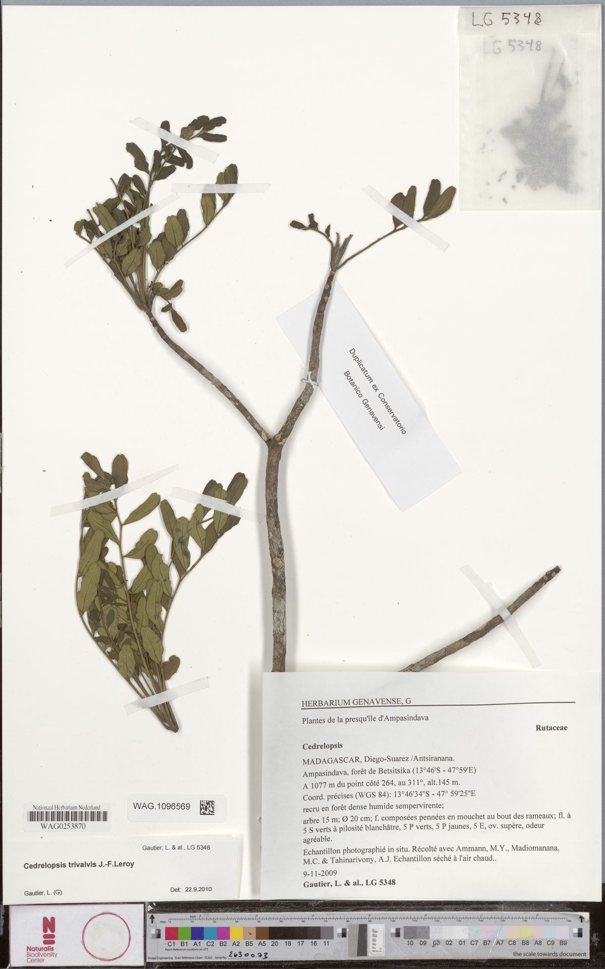 Cedrelopsis trivalvis