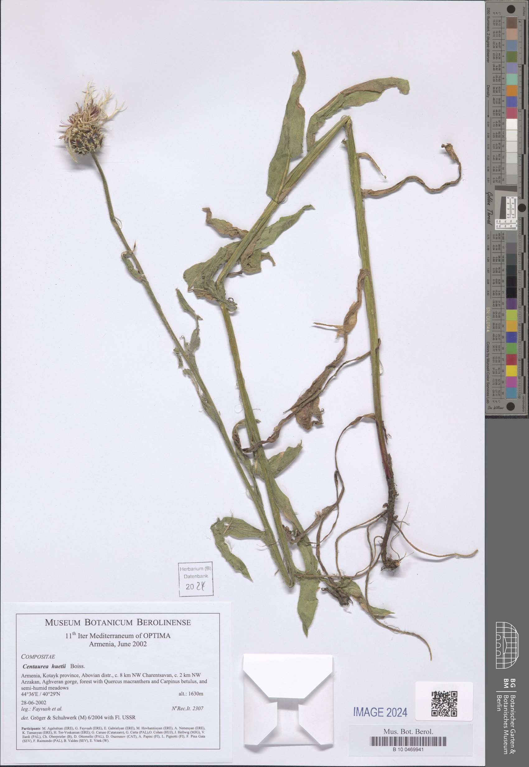 Centaurea atrata