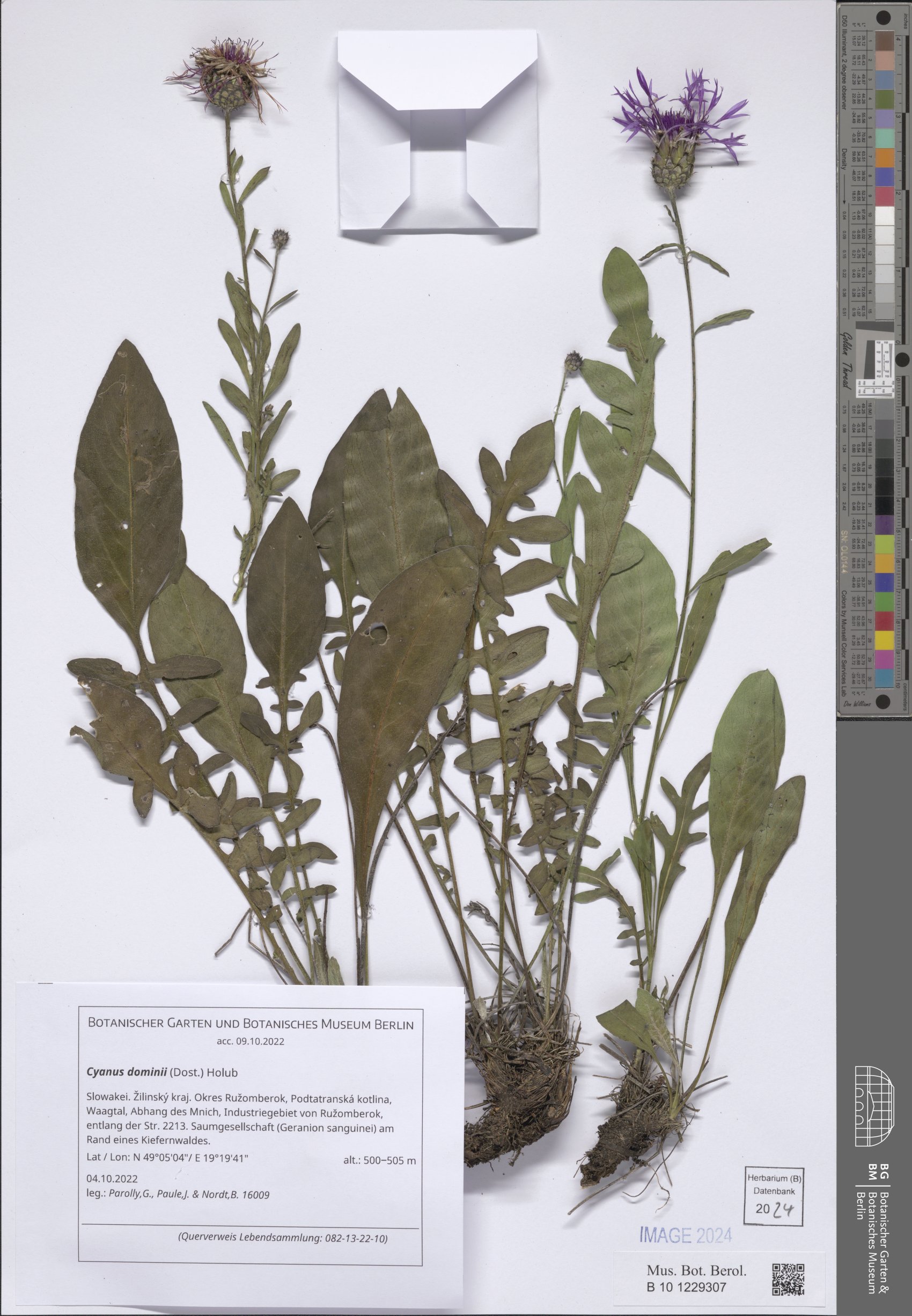 Centaurea dominii
