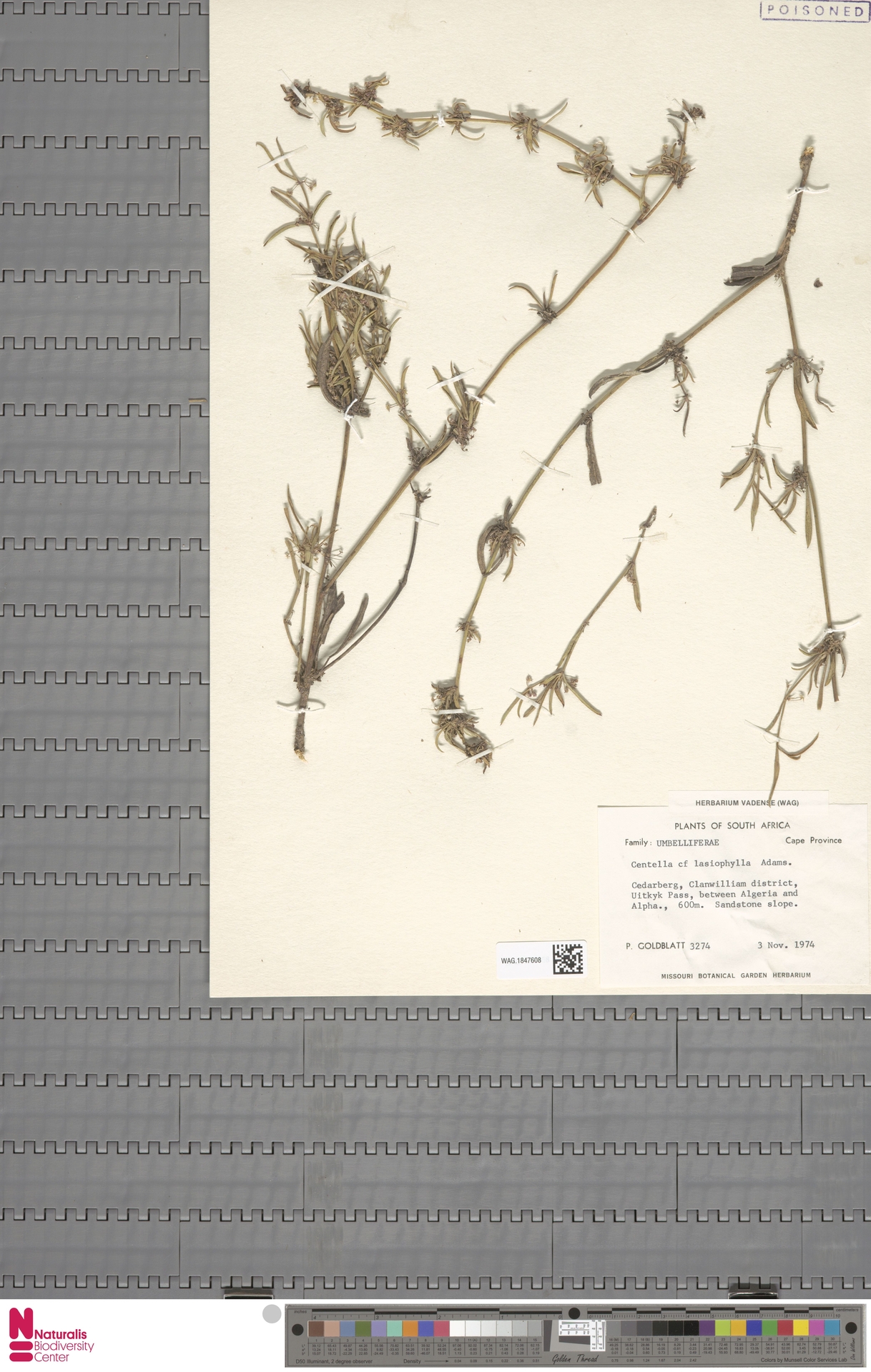 Centella lasiophylla