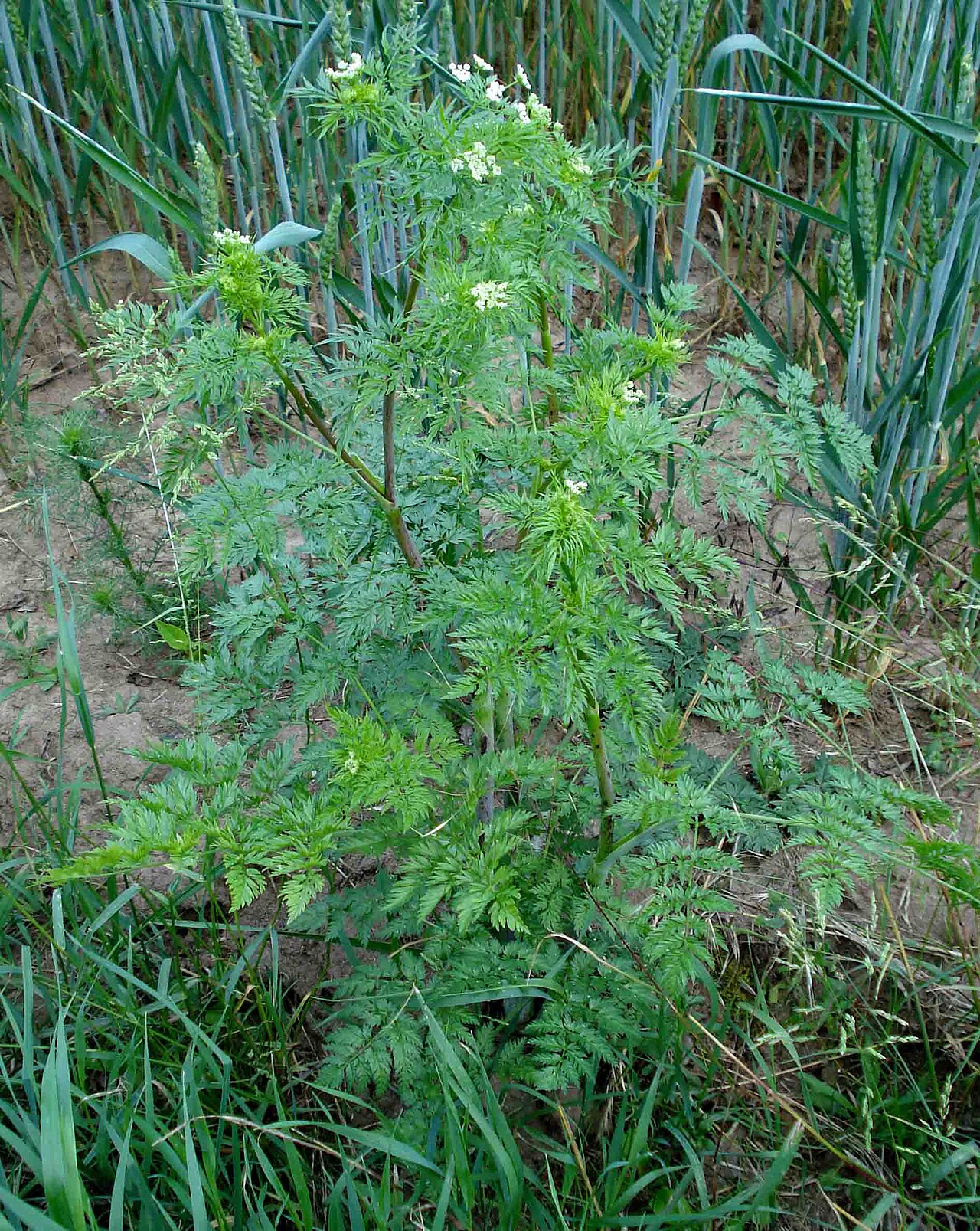Chaerophyllum neglectum