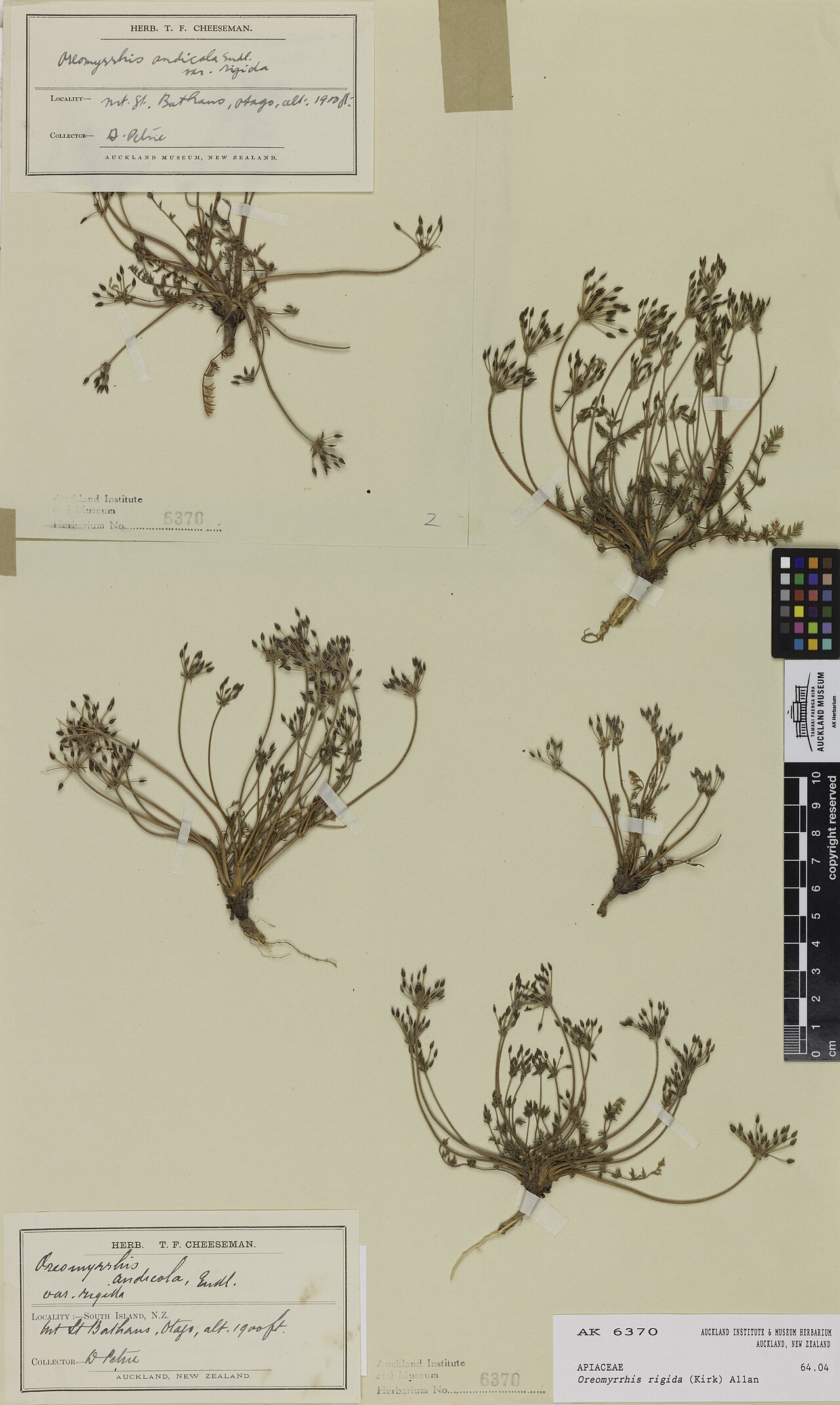 Chaerophyllum novae-zelandiae