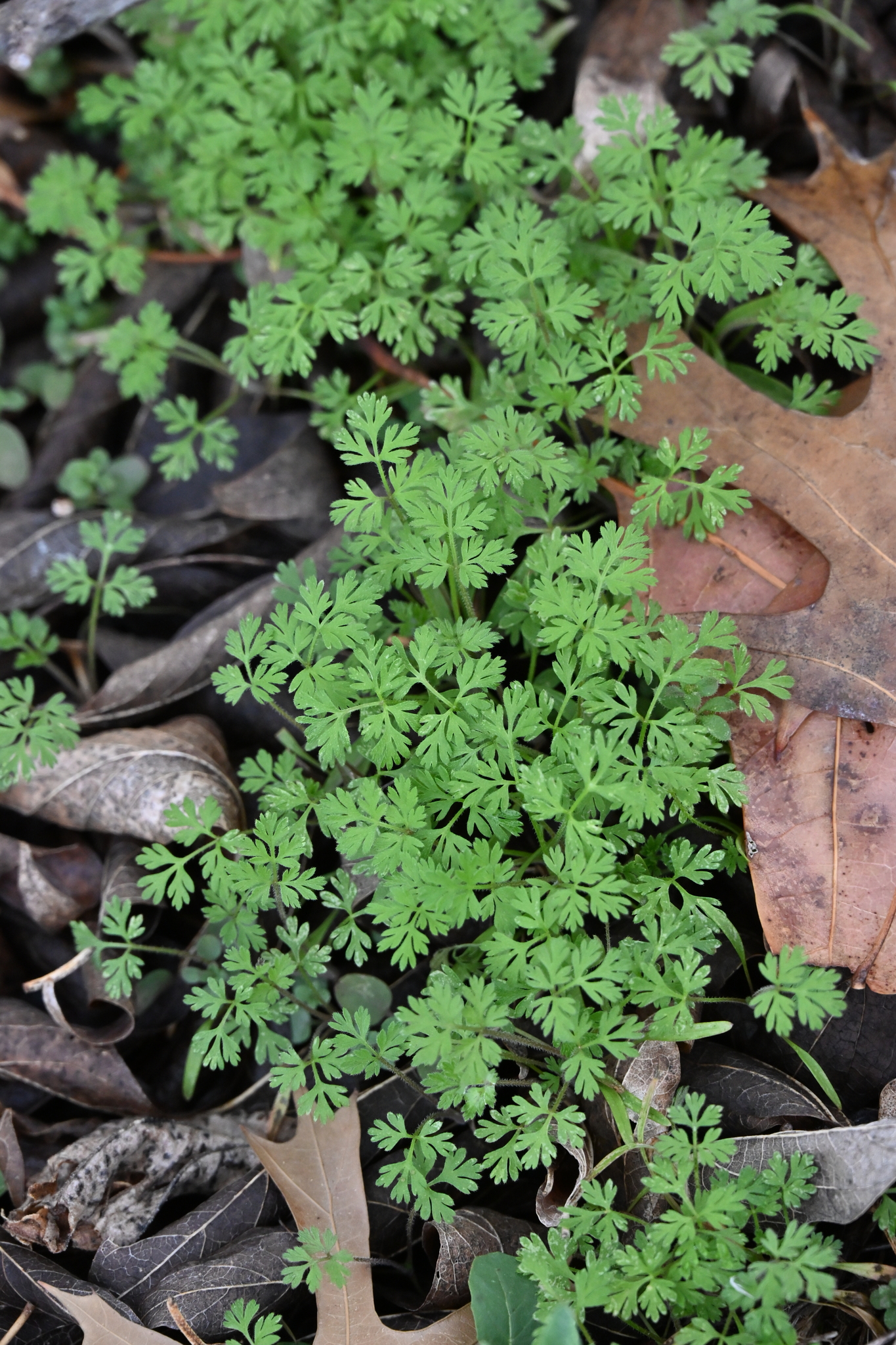 Chaerophyllum tainturieri