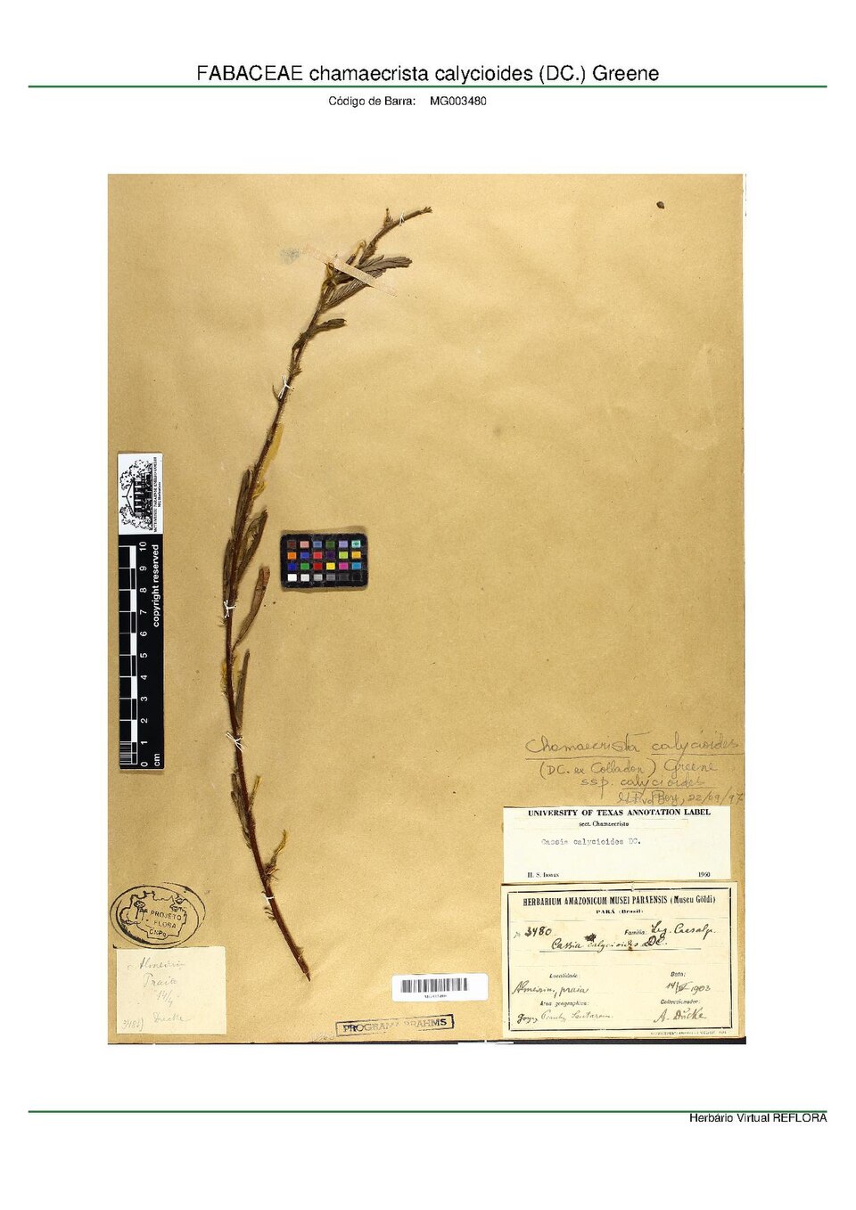 Chamaecrista calycioides