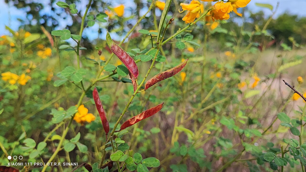 Chamaecrista campestris