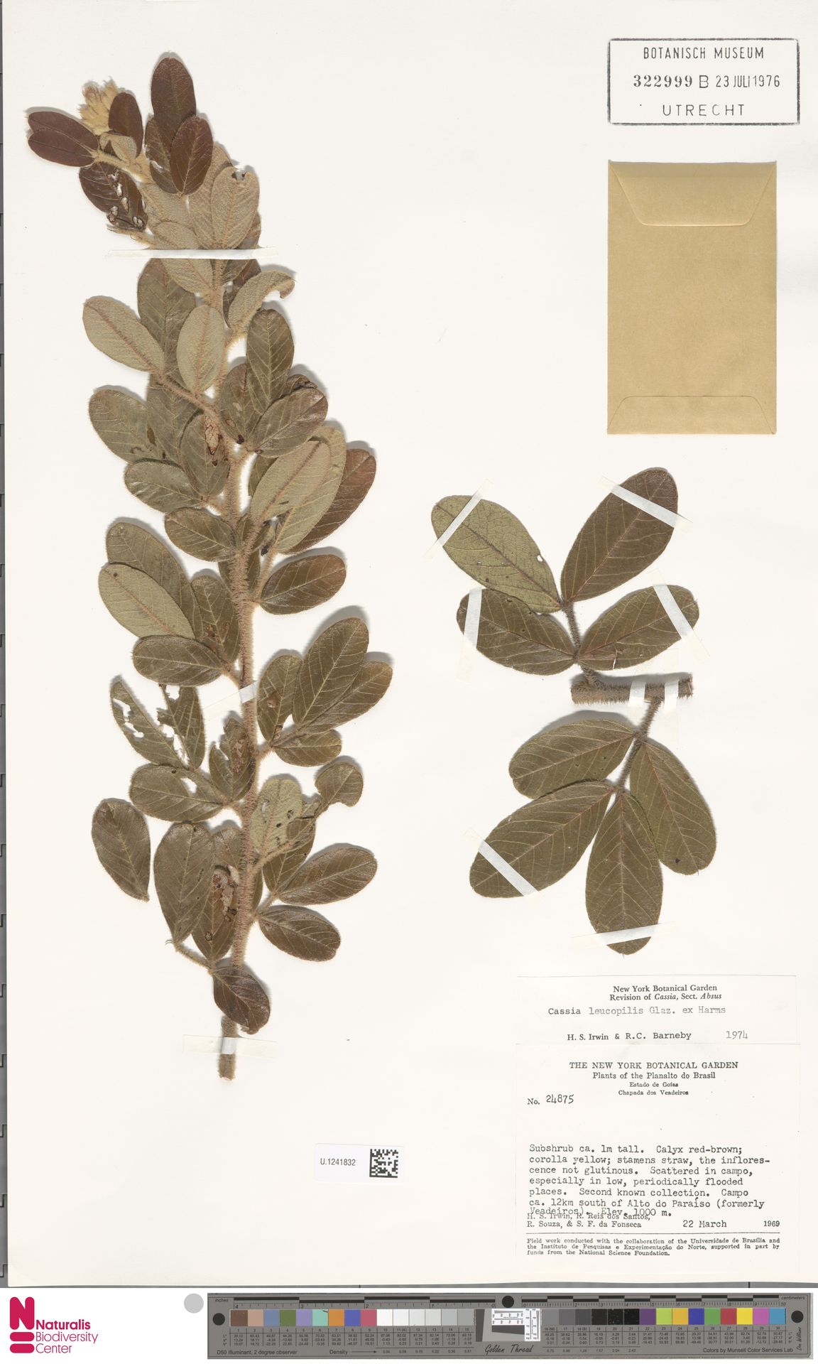 Chamaecrista leucopilis