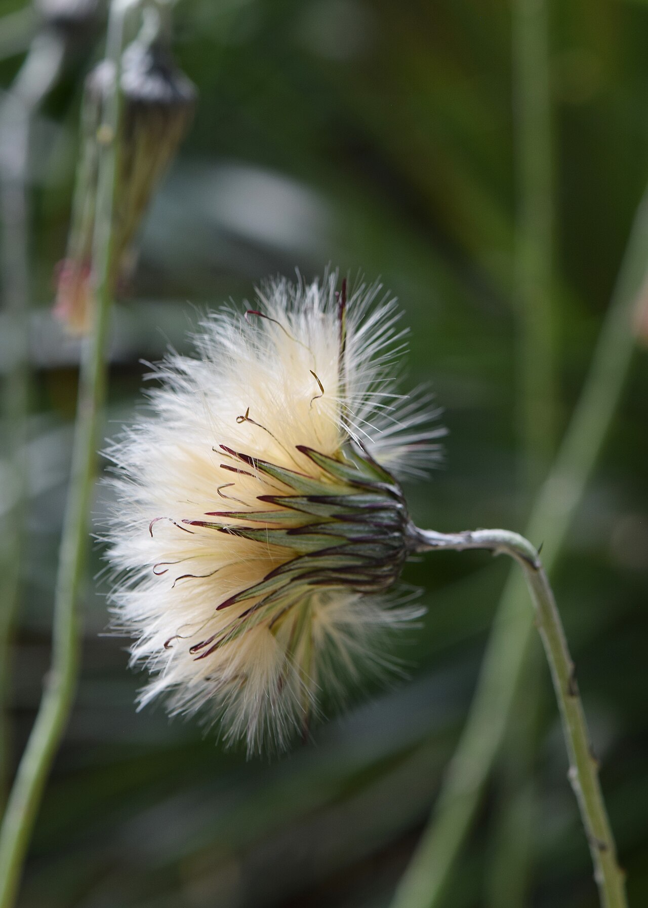 Chaptalia arechavaletae