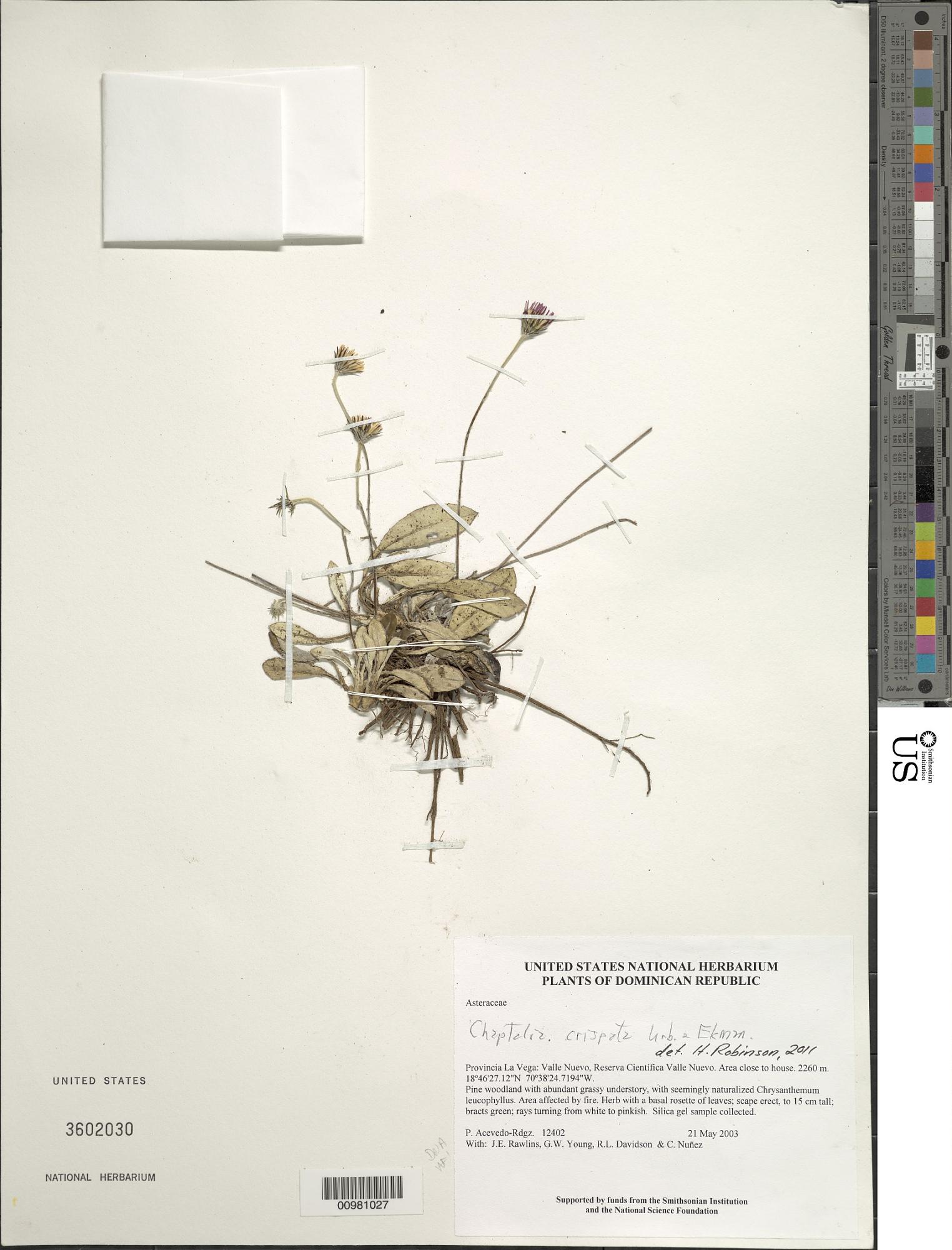 Chaptalia crispata