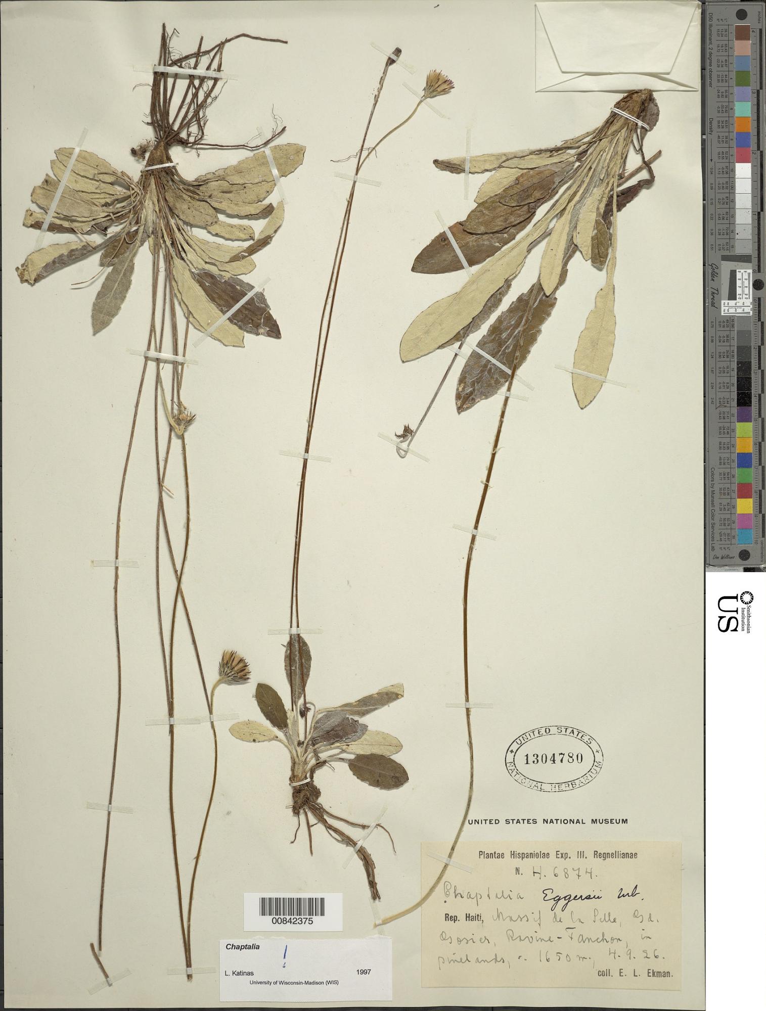Chaptalia eggersii