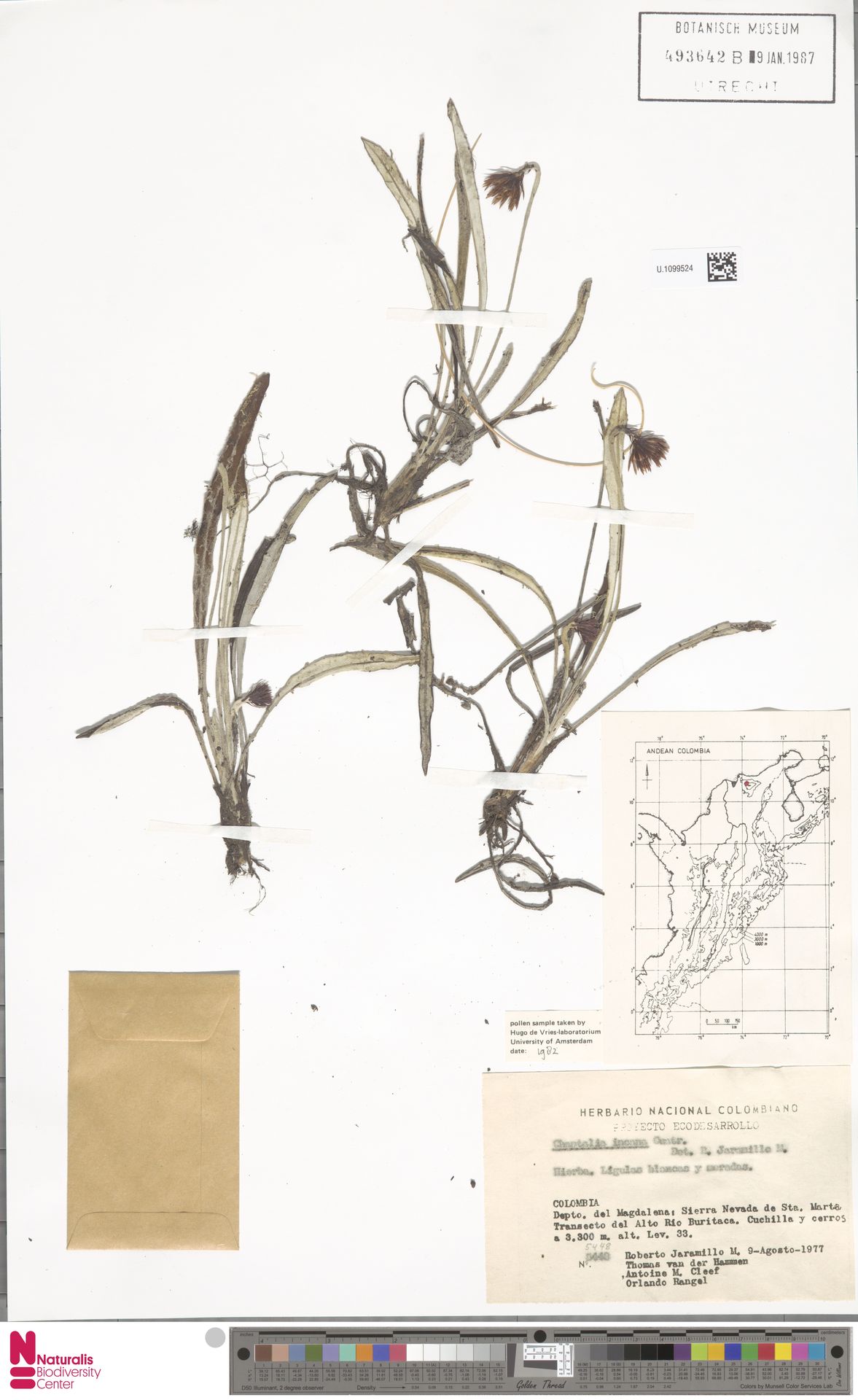 Chaptalia incana