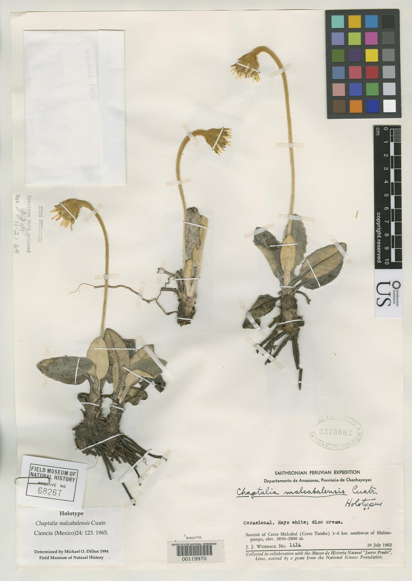 Chaptalia malcabalensis