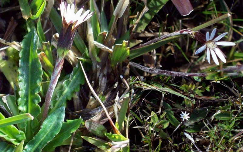 Chaptalia runcinata