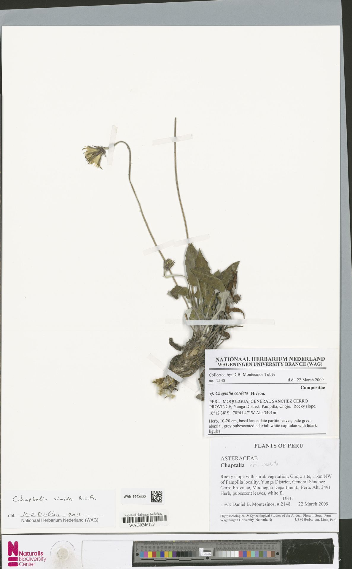 Chaptalia similis