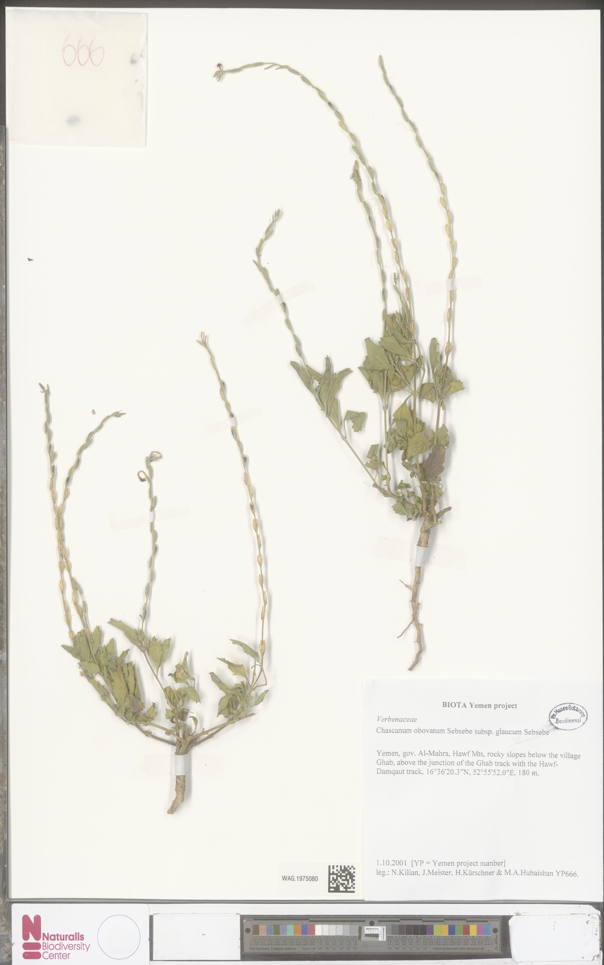 Chascanum gillettii