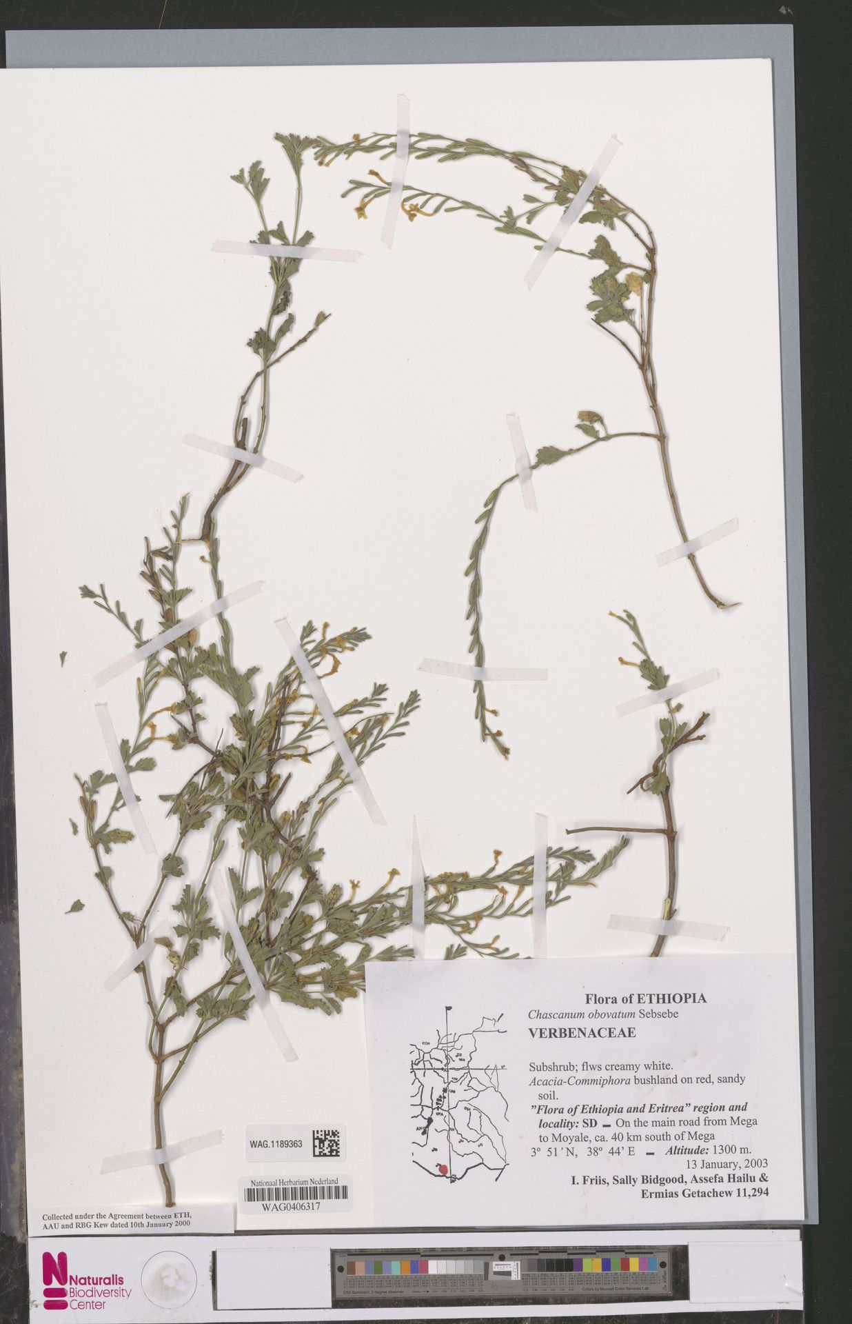 Chascanum obovatum