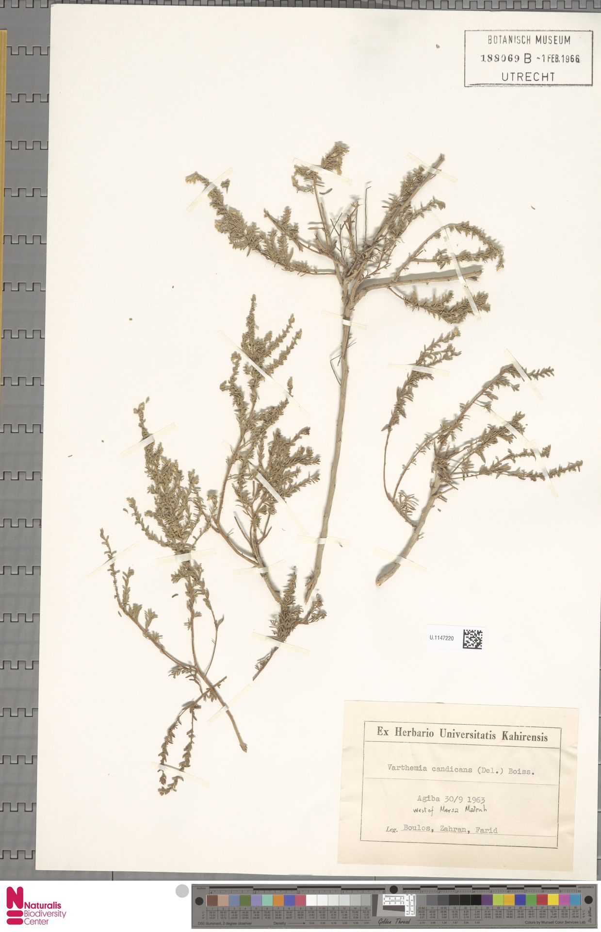 Chiliadenus candicans
