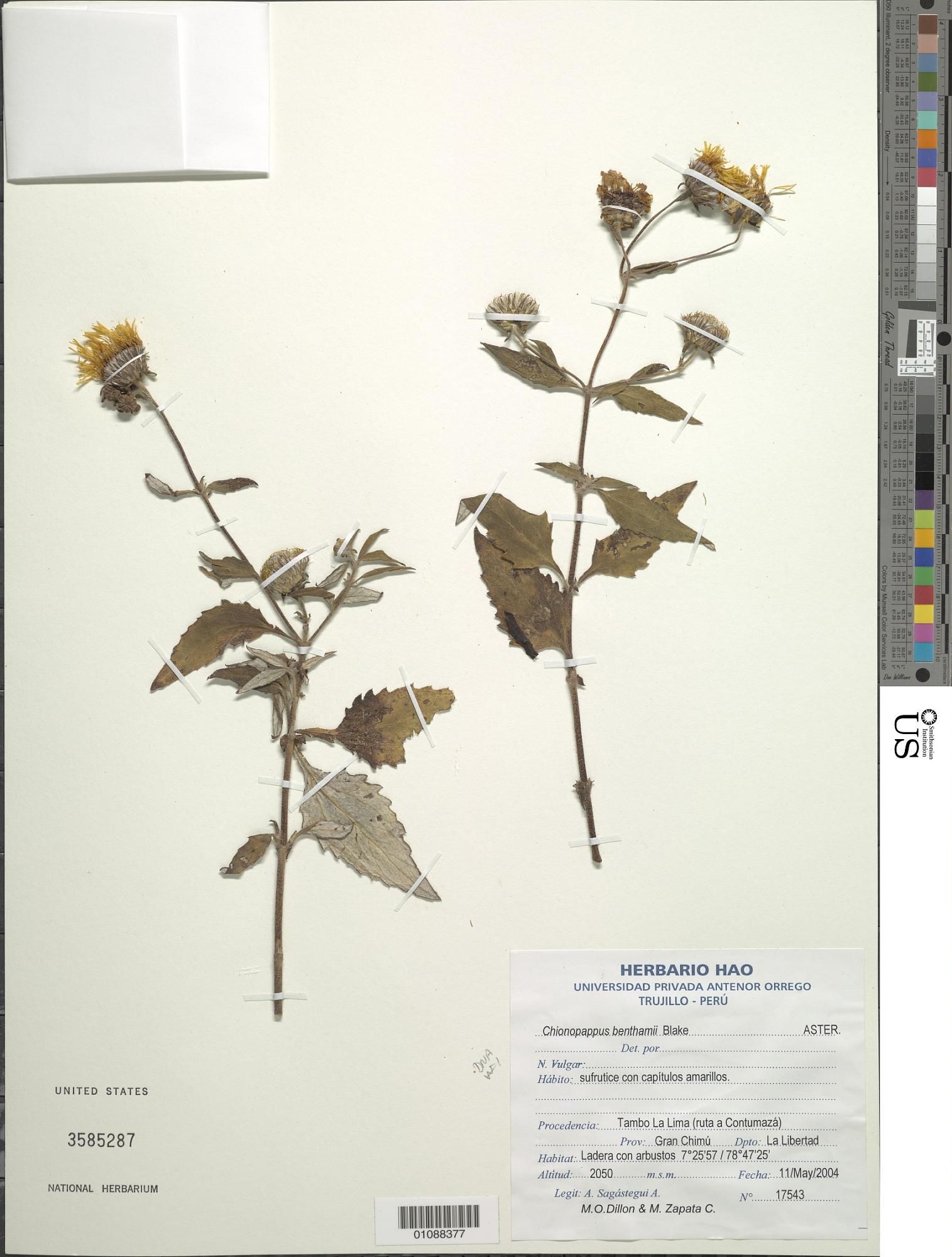 Chionopappus benthamii