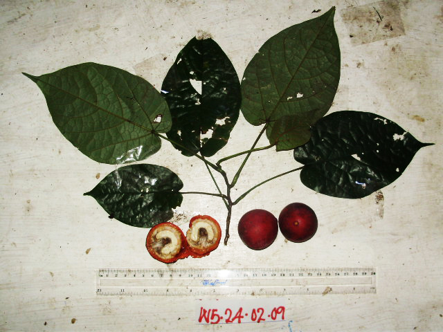 Chlaenandra ovata