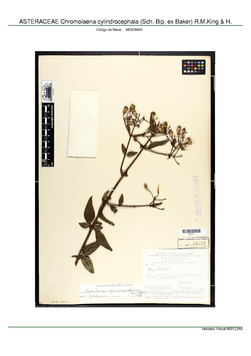 Chromolaena cylindrocephala