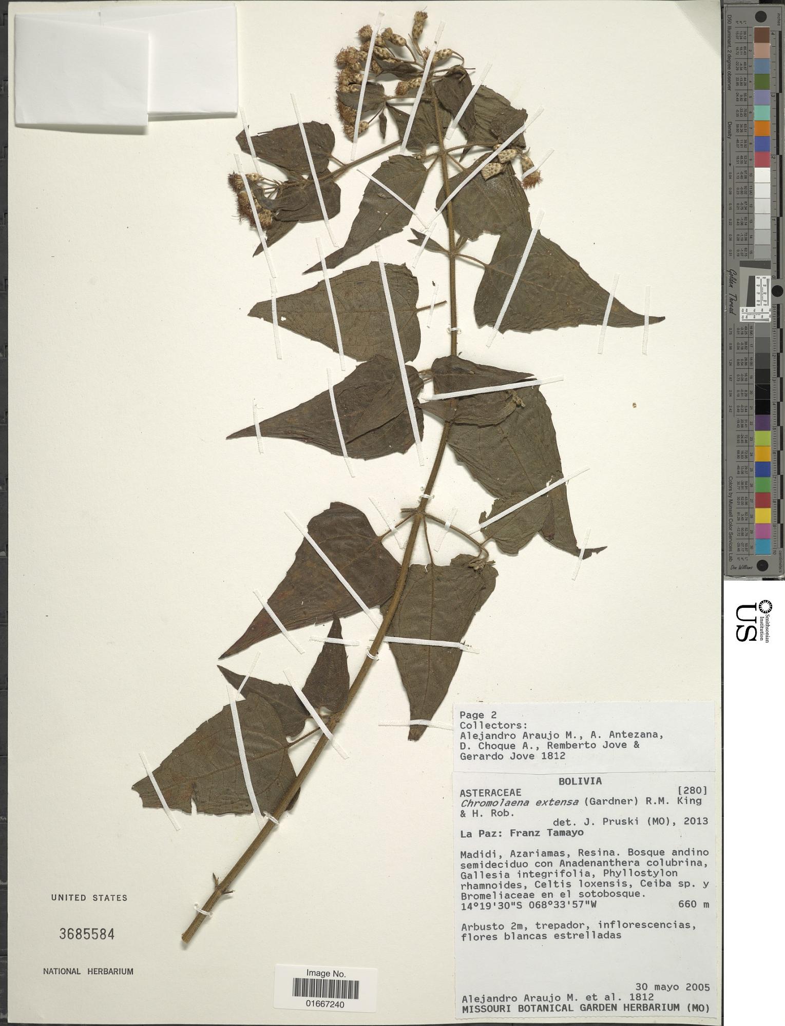 Chromolaena extensa