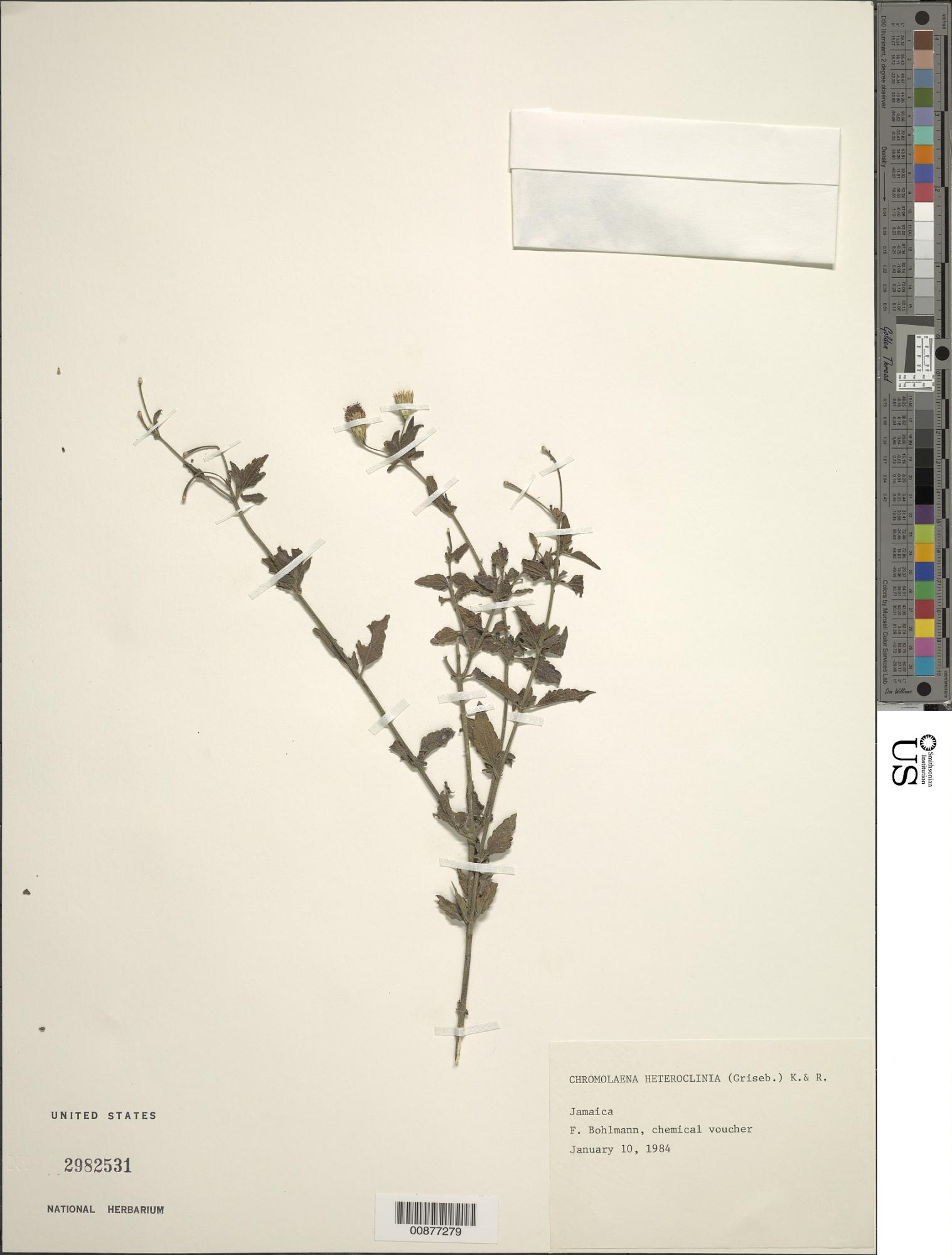 Chromolaena heteroclinia