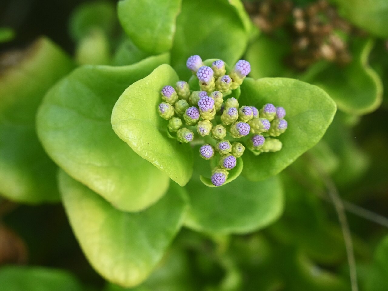 Chromolaena integrifolia