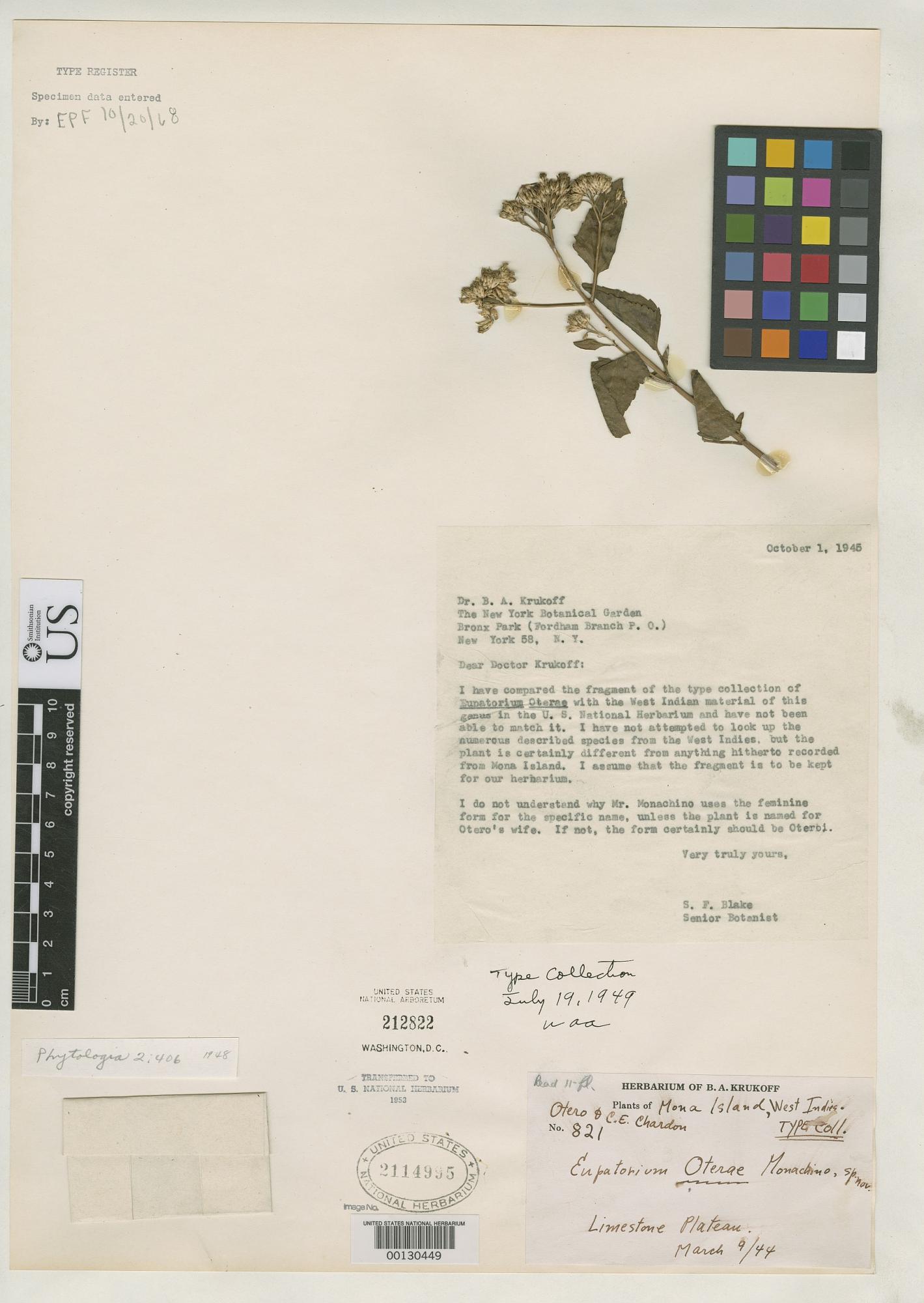Chromolaena oteroi