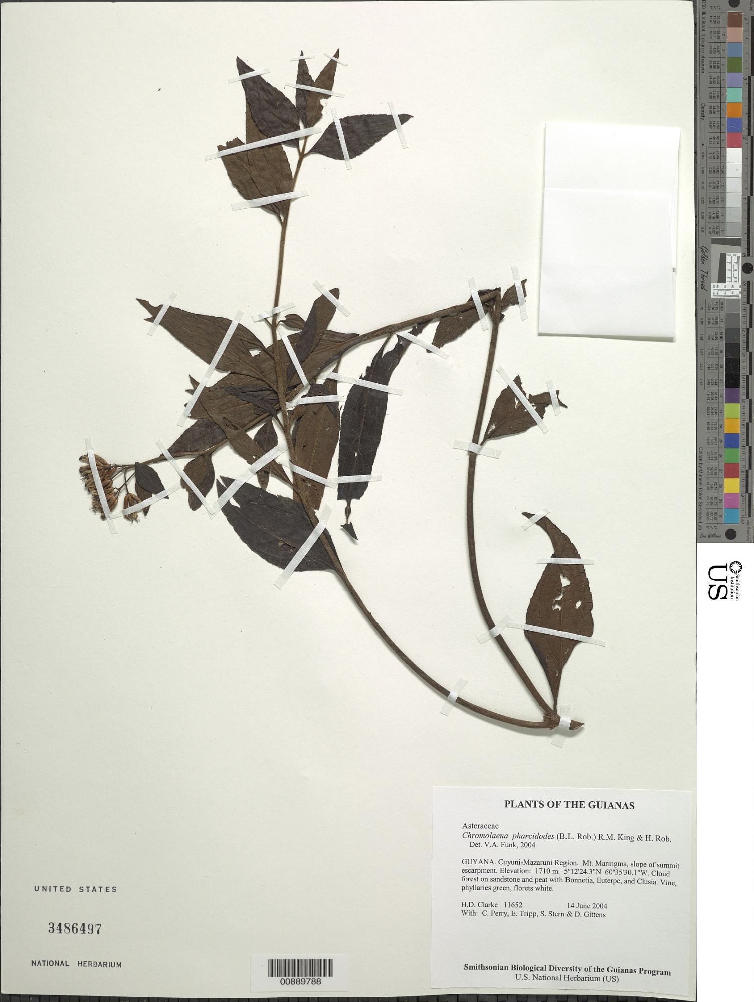 Chromolaena pharcidodes