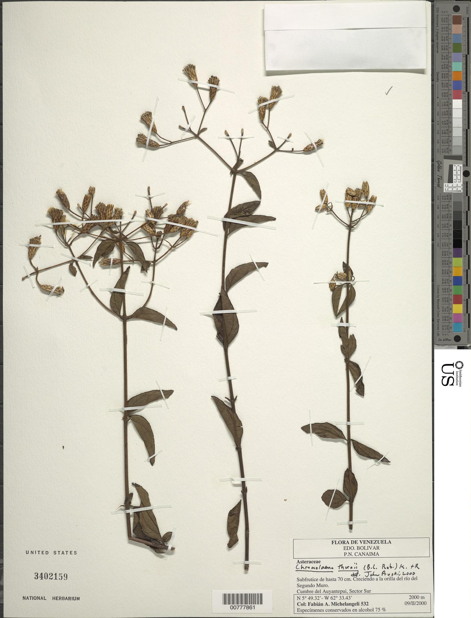 Chromolaena thurnii
