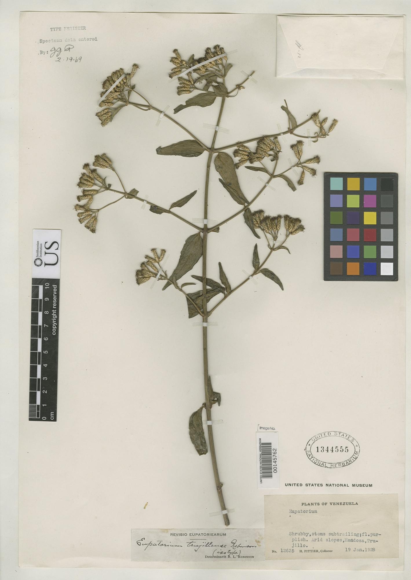 Chromolaena trujillensis