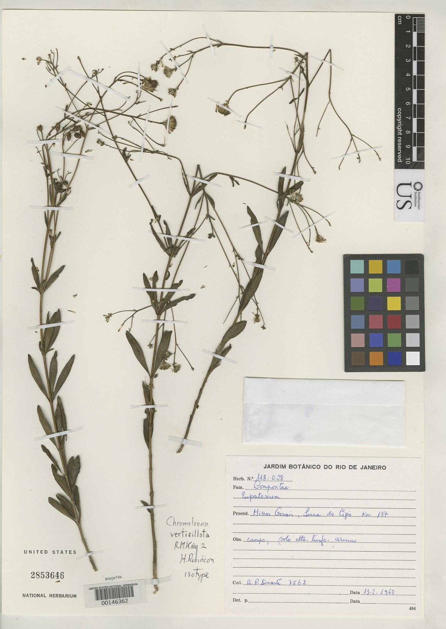 Chromolaena verticillata