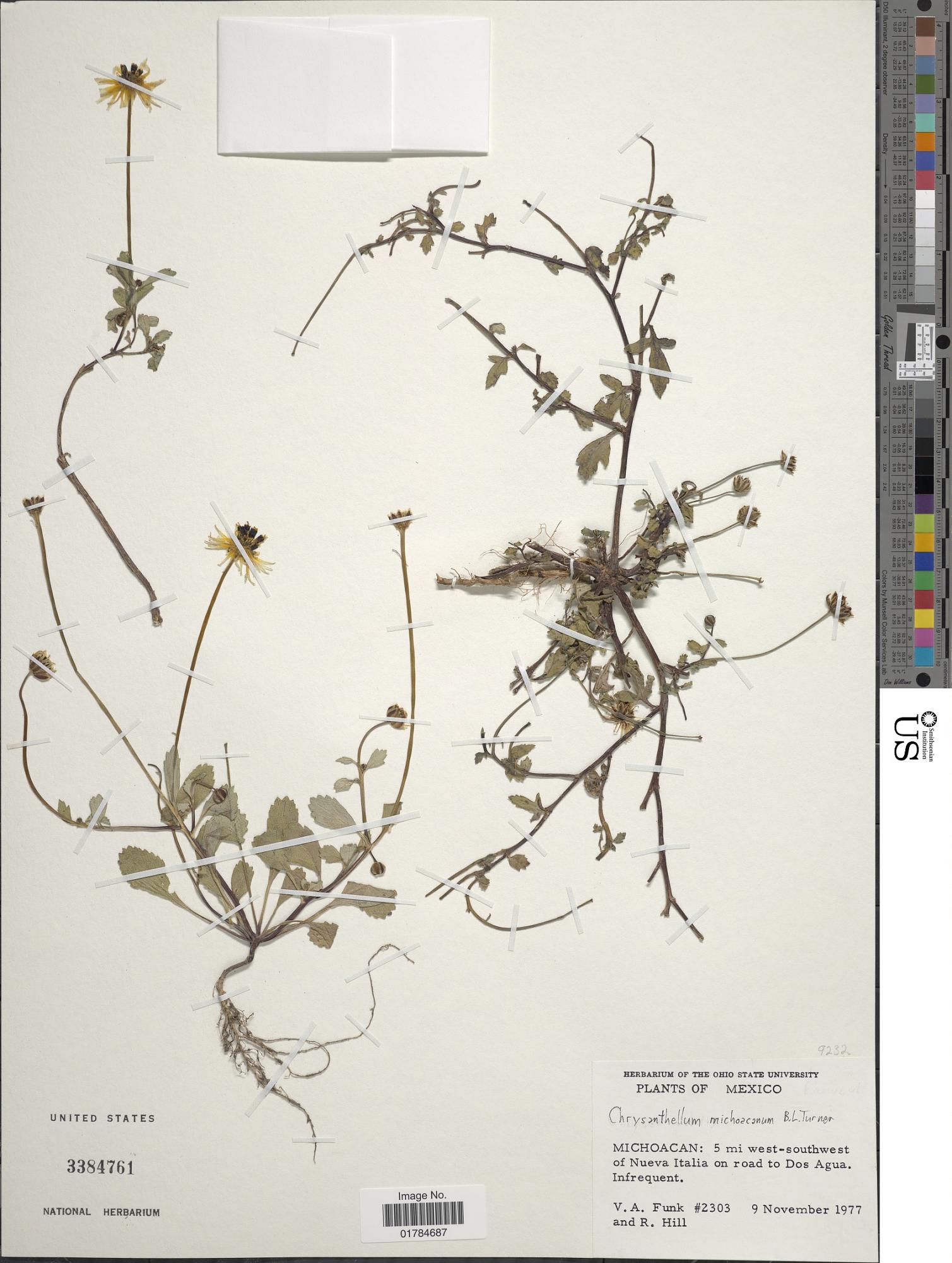 Chrysanthellum michoacanum