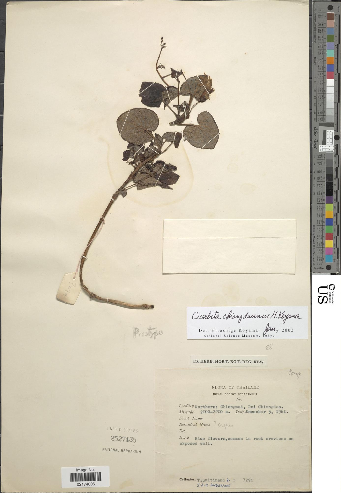Cicerbita chiangdaoensis