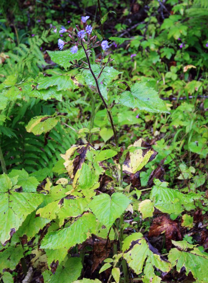 Cicerbita petiolata