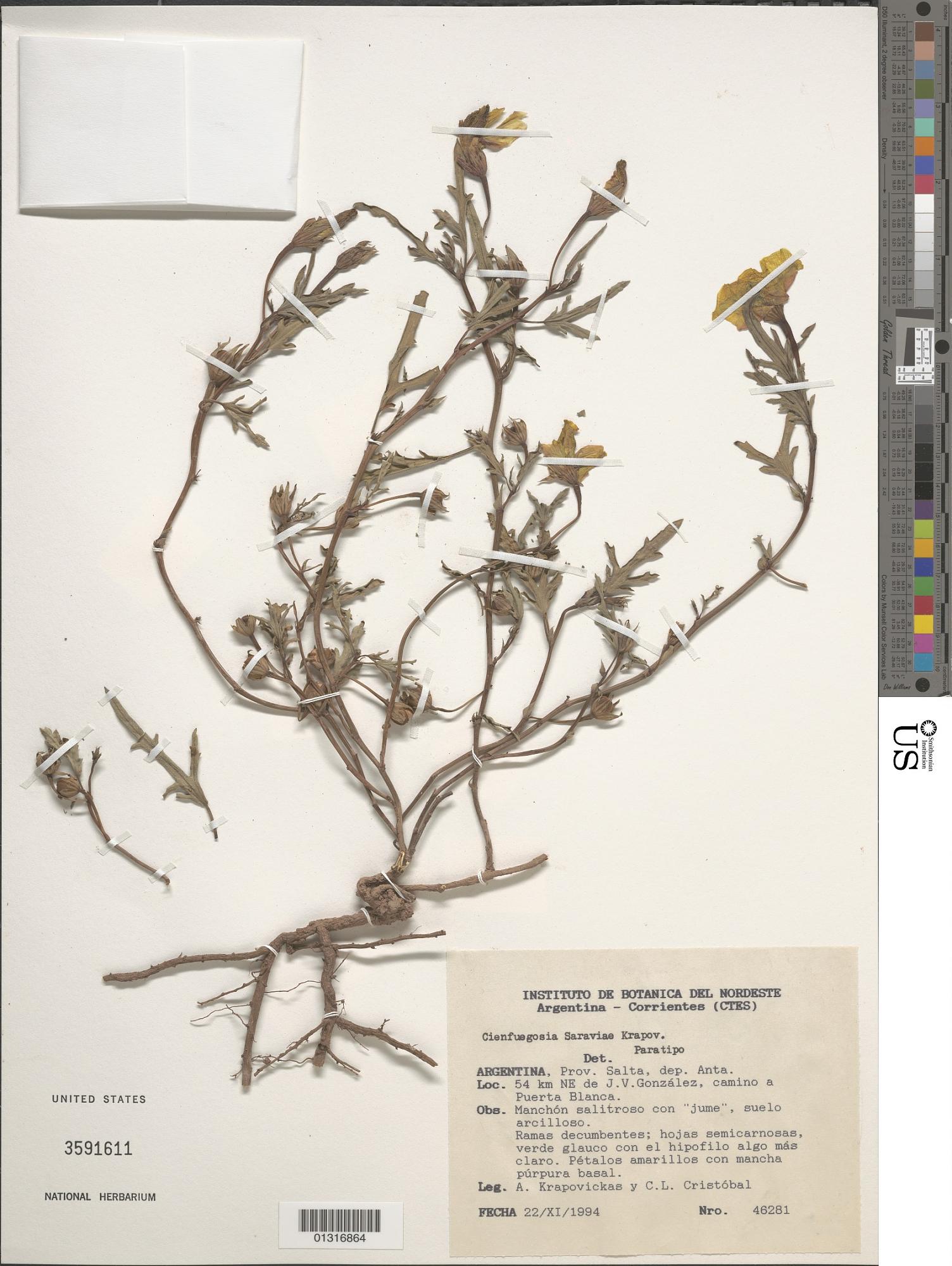 Cienfuegosia saraviae