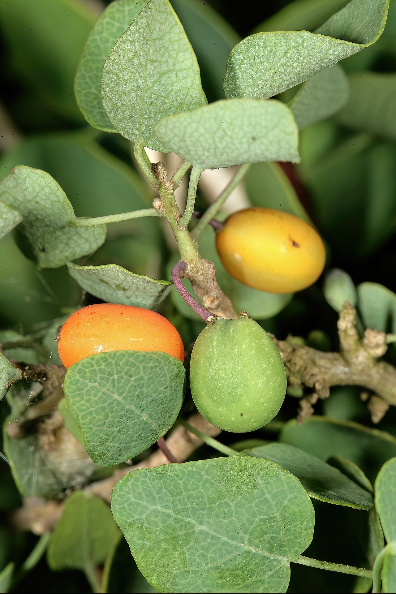 Cissampelos capensis